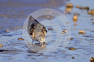 Sandpiper Foraging On The Beach photo