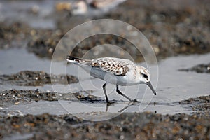 Sandpiper hunting food