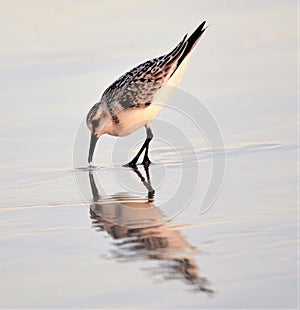 The sandpiper hurries along the wave-line as it pokes the sandy bottom for food