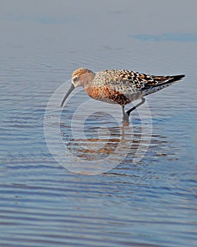 Sandpiper in the lake