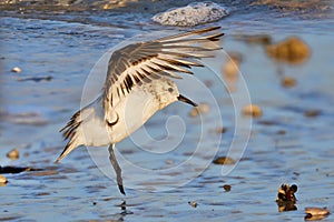 Sandpiper Landing On The Beach