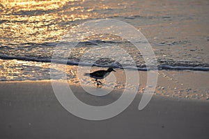 The sandpiper makes its way on the early morning beach scene