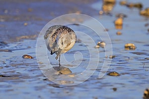 Sandpiper Preening Itself photo