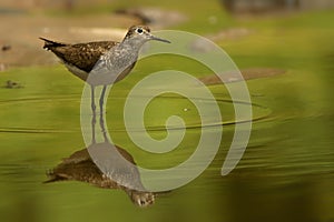 Sandpiper Reflection