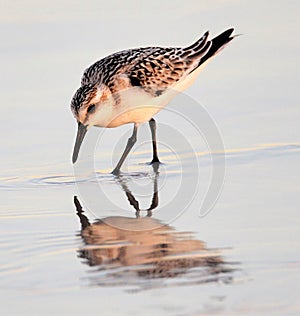 The sandpiper remains ever vigilant for predators as it huntsfor prey