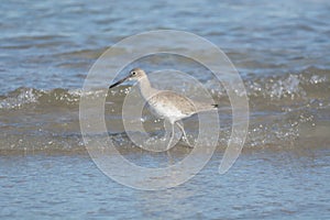 A sandpiper roams the ocean waves for food