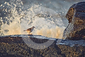 Sandpiper on rock and crashing waves in background