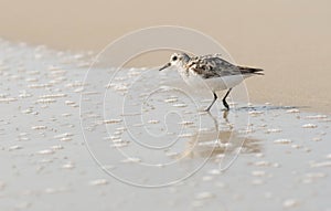 A sandpiper runs along the edge of a receding wave