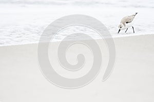 Sandpiper sanderling walking on a beach