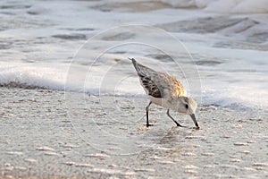 Sandpiper scavenging for food on beach