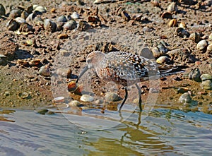 Sandpiper among shells