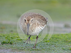 Sandpiper At The Shore