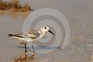 Sandpiper at shoreline