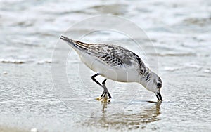 Sandpiper on the beach