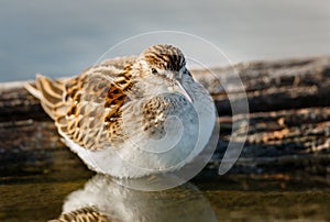 Sandpiper standing in the waters of Jamaica Bay Wi