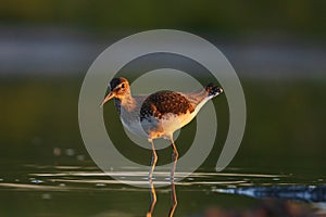 Sandpiper stands in water at sunset