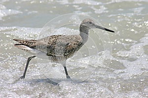 Sandpiper in Surf photo