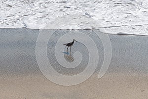 Sandpiper at the Thornhill Broome beach, Ventura County, California