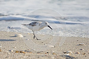 Sandpiper walking on Florida beach and scavenging for food