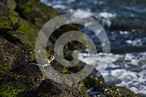 Sandpiper walking the rocks along the shoreline