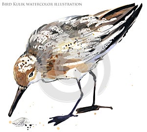 Sandpiper water bird watercolor illustration