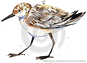 Sandpiper water bird watercolor illustration photo
