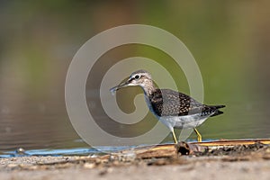 Sandpiper, Wood sandpiper Tringa glareola