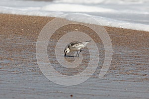 Sandpipers