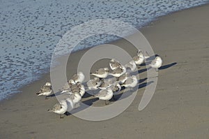 Sandpipers