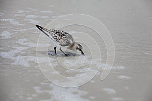 Sandpipers on Atlantic coast