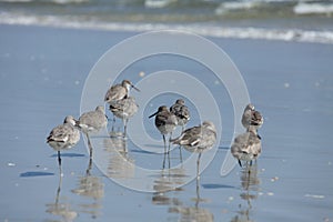 Sandpipers on Atlantic coast