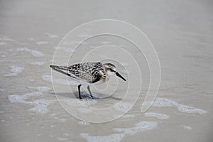 Sandpipers on Atlantic coast