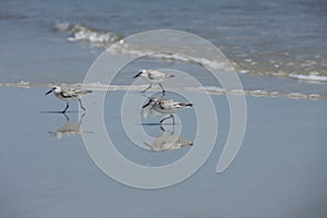 Sandpipers on Atlantic coast