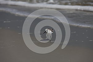 Sandpipers on Atlantic coast