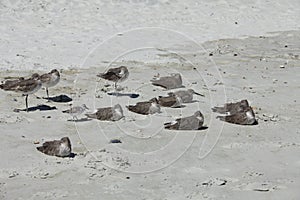 Sandpipers on Atlantic coast