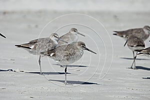 Sandpipers on Atlantic coast