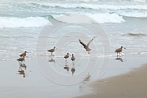 Sandpipers on the beach