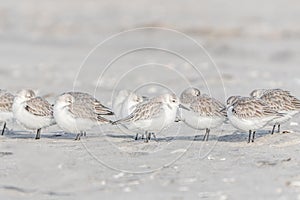 Sandpipers on Beach in Avalon, New Jersey