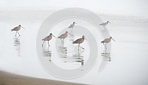 Sandpipers on beach on misty day