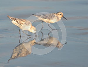 Sandpipers create a reflection in a tidal pool as they go about their daily hunt for food