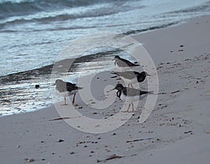 Sandpipers On Cuban Beach