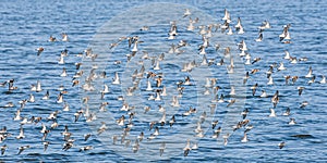 Sandpipers In Flight