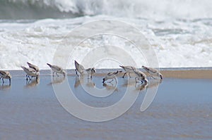 Sandpipers in a Group at the Shoreline