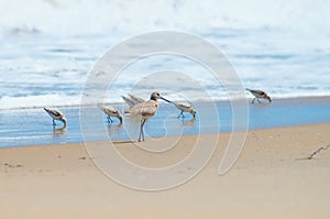 Sandpipers in a Group at the Shoreline