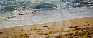 Sandpipers Having Breakfast on the Beach