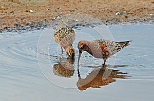 Sandpipers pair