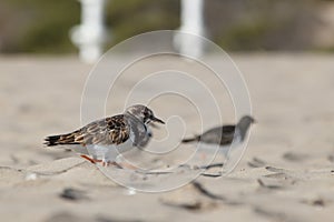 Sandpipers running along the beach of Arenales del Sol