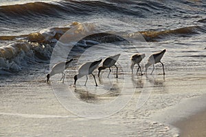 Sandpipers searching for food on the beach.