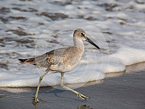 Sandpipers on the seashore