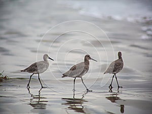 Sandpipers on the seashore